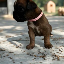 Boxer Puppies from Mountain View Boxers