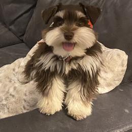 Miniature Schnauzer and Schnoodle Puppies from Behind the Beard Schnauzers
