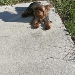 Willow - Yorkshire Terrier