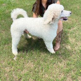 Jessie - Poodle
