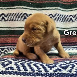 Girl 5 - Yellow female Labrador Retriever puppy in Potosi, Wisconsin from Point and Flush Gun Dogs