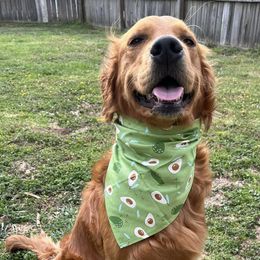 Golden Retrievers from Scarlet Fern Goldens