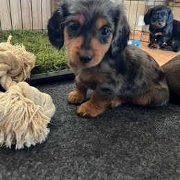 Dachshund Puppies from Bootheel Doxies