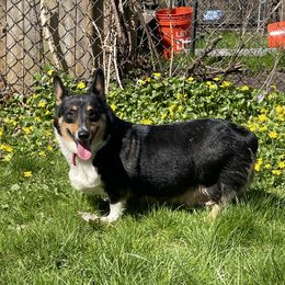 Jill - Pembroke Welsh Corgi