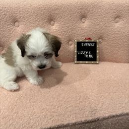 Everest - White Coton de Tulear puppy in Surprise, Arizona from Lizzy’s Tribe
