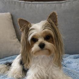 Katty - Biewer Terrier