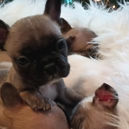 Girl 1 - Fawn French Bulldog puppy in Colorado from Imperial Frenchies of Colorado