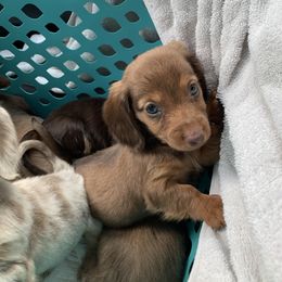 Aladdin - Red male Dachshund puppy in Lufkin, Texas from L & A Dachshunds