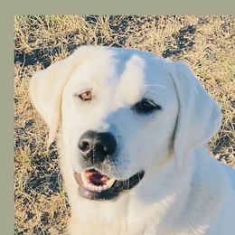 Phyllis - Labrador Retriever