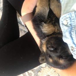 German Shepherd Puppies from Hacker Haus GSDs