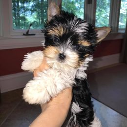 Biewer Terrier Puppies from Lpc Biewer Terriers