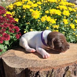 Purple Girl - Liver and white female German Shorthaired Pointer puppy in Potosi, Wisconsin from Point and Flush Gun Dogs