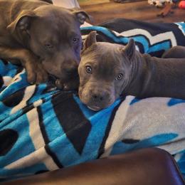 American Bully Puppies from Night Court Bullies