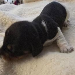 Ron - Piebald male Dachshund puppy in Poplarville, Mississippi from T's Kennel