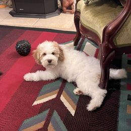 Australian Labradoodle Puppies from Golden Xpress Labradoodles