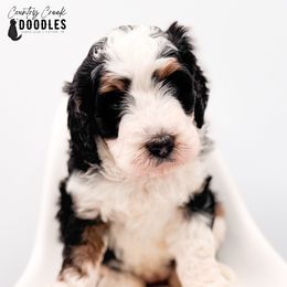 Mary - Tri-color female Bernedoodle puppy in Tipton, Indiana from Country Creek Doodles