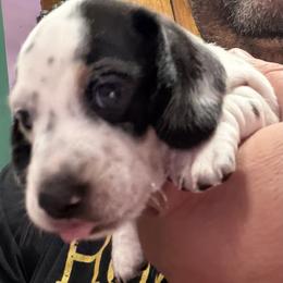 Dachshund Puppies from Witchy Woman’s Wiener’s