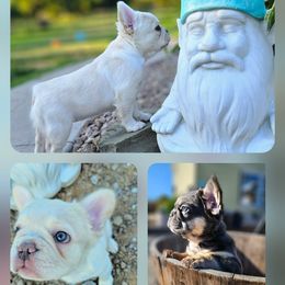 French Bulldog puppies from Belleau Wood French Bulldog Manor & Folsom's House of Blues