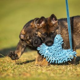 German Shepherd Puppies from Sommerfeld German Shepherds