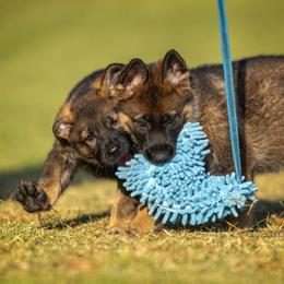 German Shepherd Puppies from Sommerfeld German Shepherds