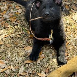 Bear cub - Black female German Shepherd puppy in Inverness Highlands South, Florida from Von der Tetiaroa German Shepherd dogs