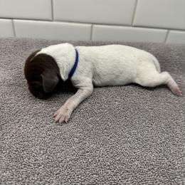 Blue Girl - Liver female German Shorthaired Pointer puppy in White Salmon, Washington from Holding Hands Farm