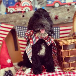Australian Labradoodle Puppies from Wild Daisy Labradoodles