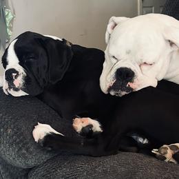 Boxer All Grown Up from Rorschach Boxers