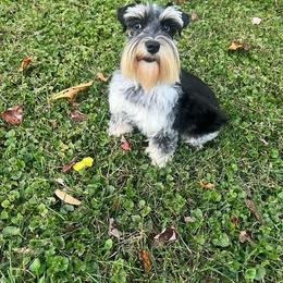 Zuri - Miniature Schnauzer