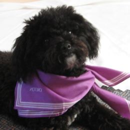 Snooty - Shih Tzu