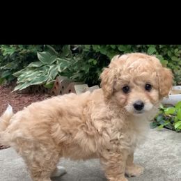 Poodle Puppies from Emmino Poodles
