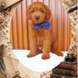 Chapter - Red  male Goldendoodle puppy in Norcross, Georgia from Teddy Puppies