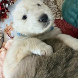 Max (blue collar) - White male Colorado Mountain Dog puppy in Colorado Springs, Colorado from Sharp Guardians and Goldens