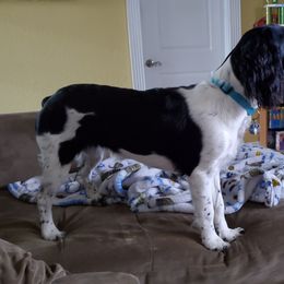 English Springer Spaniel Puppies from 31 Pines Springers & Retrievers