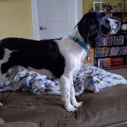 English Springer Spaniel Puppies from 31 Pines Springers & Retrievers