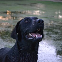 Labrador Retriever All Grown Up from Queens Creek Labrador Ranch