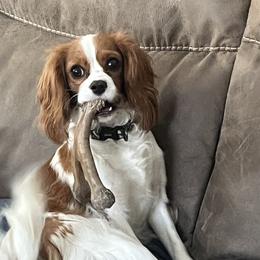 Jenny - Cavalier King Charles Spaniel