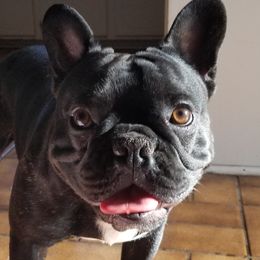 French Bulldogs from Donna's Frenchies
