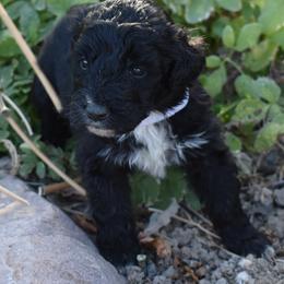 White Collar Female - Black and white female Aussiedoodle puppy in Parma, Idaho from Arena Valley Acres