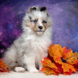 Aqua - Blue merle white and tan female Shetland Sheepdog puppy in Elk, Washington from Asgard Shetland Sheepdogs