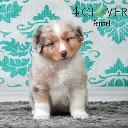 Fennel - Red merle male Miniature American Shepherd puppy in Carlisle, Pennsylvania from 4 Clovers Kennel