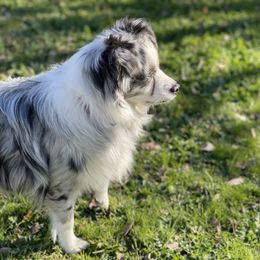 Miniature Australian Shepherd and Toy Australian Shepherd All Grown Up from Natural Life Ranch