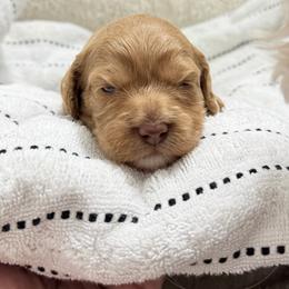 Maxine - Apricot female Goldendoodle puppy in Twin Falls, Idaho from Magic Valley Family Doodles