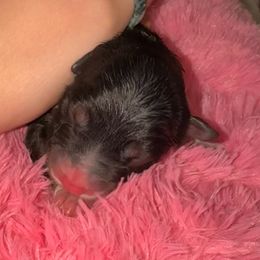 Nova - Black tri-color female Australian Shepherd puppy in Chaplin, Connecticut from Mystic Moon