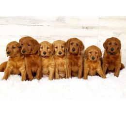 Goldendoodle, Labradoodle, Labrador Retriever, and Poodle Puppies from Katie K9