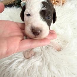 Libby - Brown and white female Sheepadoodle puppy in Nixa, Missouri from Davis Family Doodles