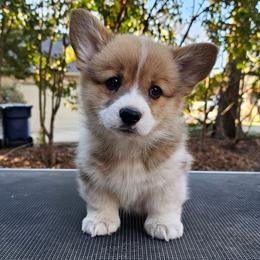 Girl 1 - Red female Pembroke Welsh Corgi puppy in Allen, Texas from Whitecreek Corgis