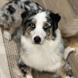 Australian Shepherds from ‘Ohana Aussies of Texas