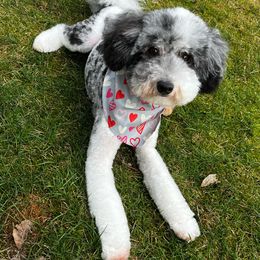 Pippa - Aussiedoodle