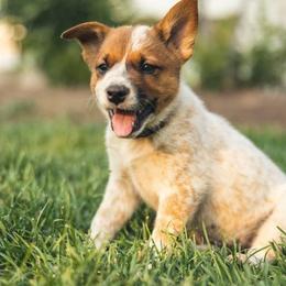 Australian Cattle Dog Puppies from Christensen Heelers